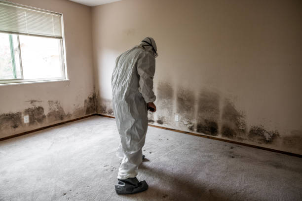 Trusted Wellston, MO Mold Removal Experts